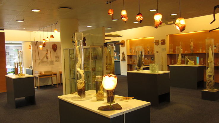 Icelandic Phallological Museum Trip Packages