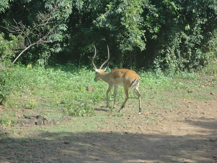 Kisumu Impala Sanctuary Trip Packages