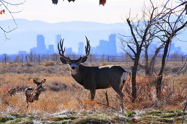 Rocky Mountain Arsenal National Wildlife Refuge Trip Packages