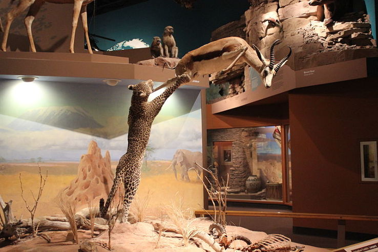 Cleveland Museum of Natural History Trip Packages