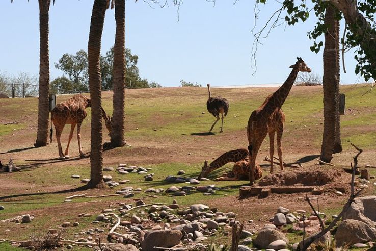 Phoenix Zoo Trip Packages