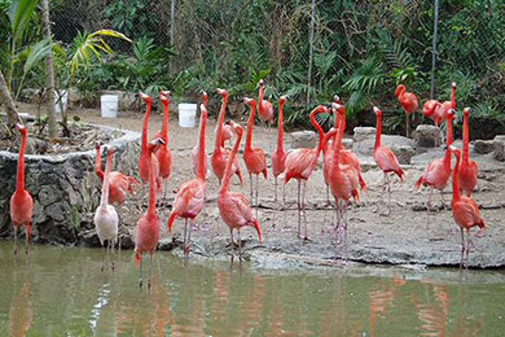 Nassau Trip Packages