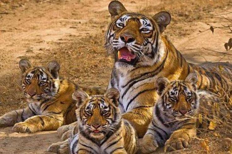 Panna National Park  Trip Packages