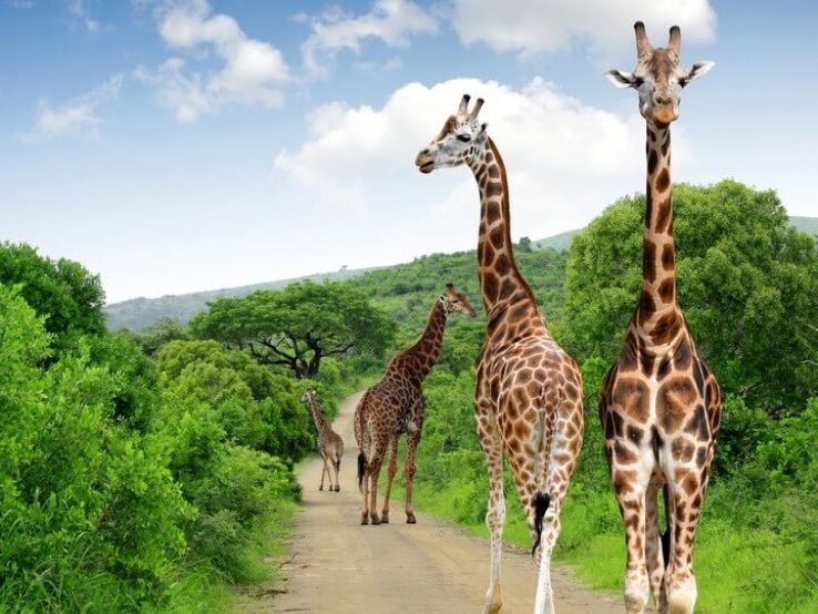 Kruger National park Trip Packages