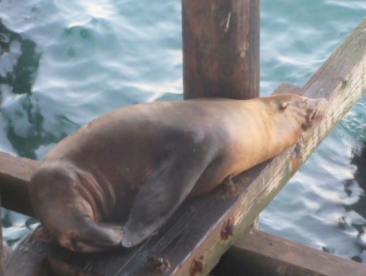 the wharf to see the sea lions Trip Packages