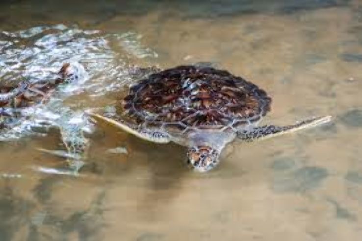 Kosgoda Turtle Hatchery Trip Packages