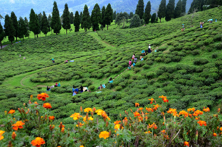 Temi Tea Estate Trip Packages