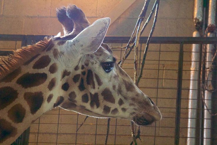 Marwell Zoo Trip Packages