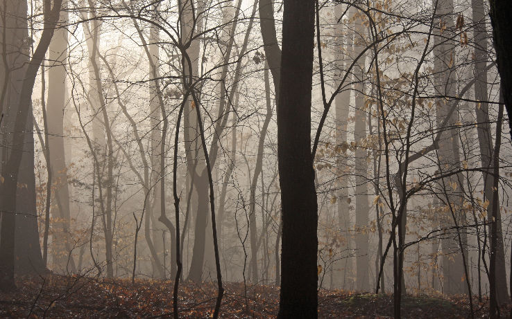 Duke Forest Trip Packages