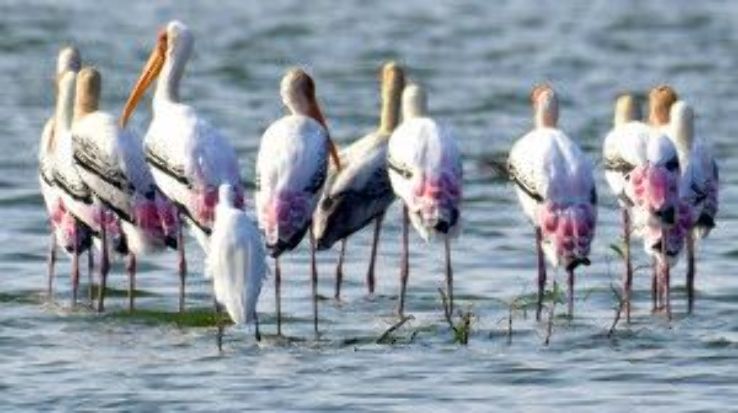 Kolleru Bird Sanctuary Trip Packages