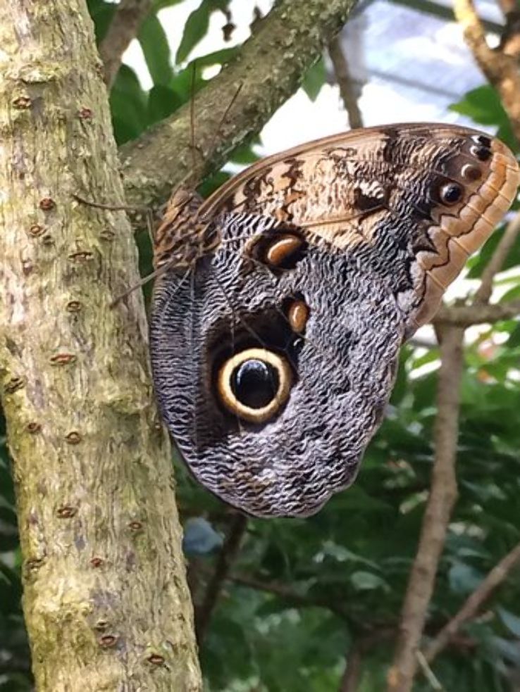 Butterfly Pavilion and Insect Center Trip Packages