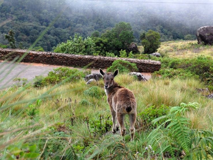 Eravikulam National Park Trip Packages