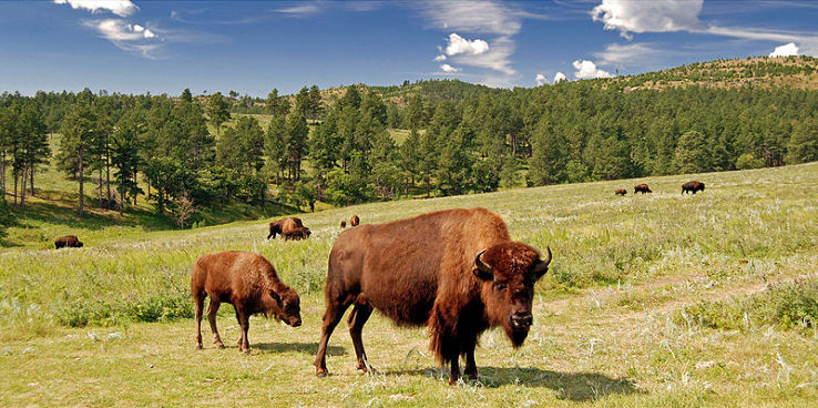 Custer State Park Trip Packages