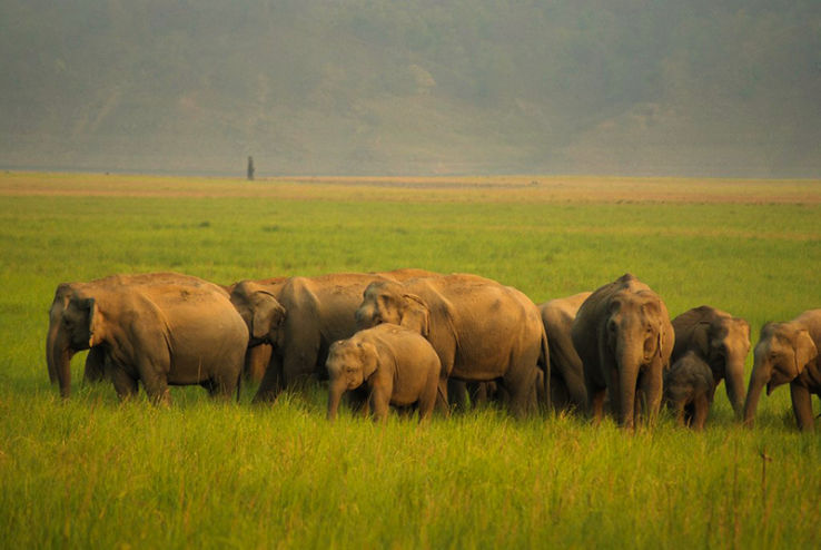 Family Getaway 4 Days 3 Nights Ramnagar, Jim Corbett and Delhi Trip Package