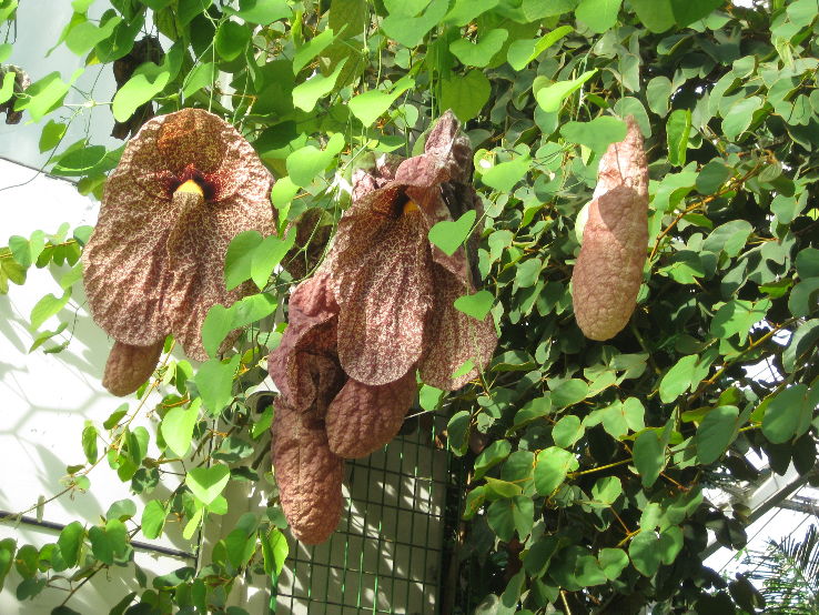 Parc Phoenix  Trip Packages