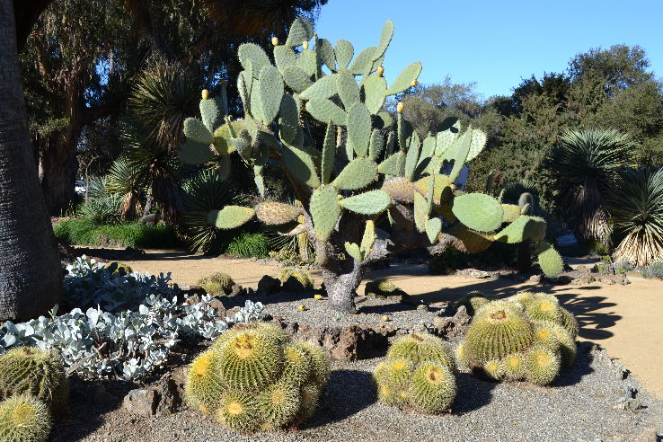 Arizona Cactus Garden  Trip Packages