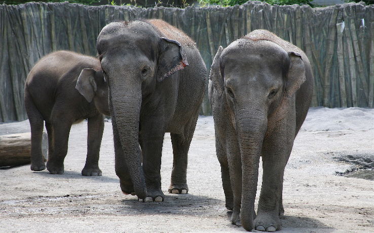  The Elephants At Oregon Zoo  Trip Packages
