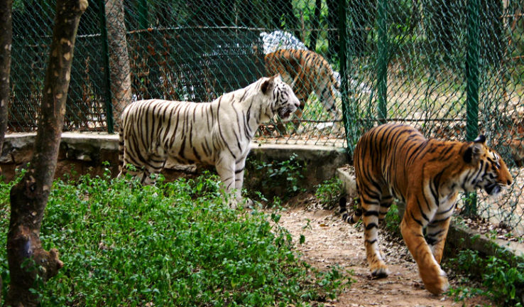 Bannerghatta National Park Trip Packages