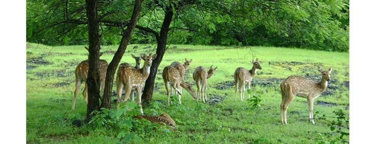 Barnawapara Wildlife Sanctuary Trip Packages