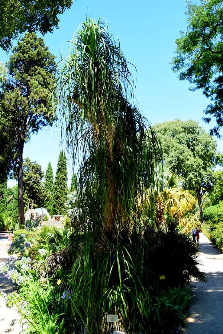 Montpellier Trip Packages