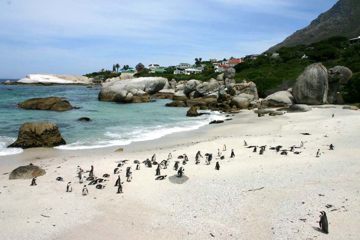 Boulders Beach Trip Packages