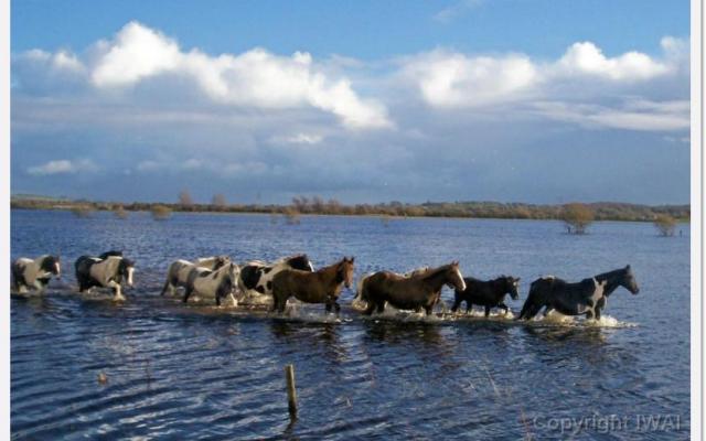 Admire the delicacy of the Callows of the River Shannon Trip Packages