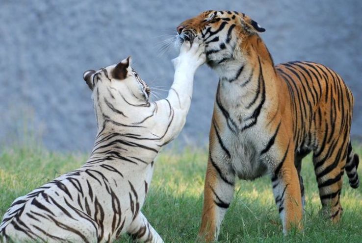 Spity Valley  Package for 07 Night 08 Days by ciara world