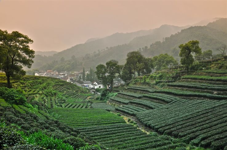 Meijiawu Tea Plantation Trip Packages