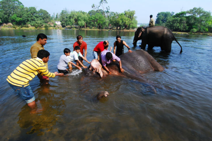 Wash Elephants at Dubare Elephant Camp Trip Packages
