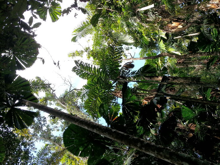 Daintree National Park  Trip Packages