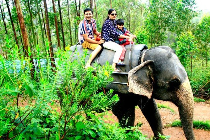 Take an Elephant Safari in Munnar Trip Packages