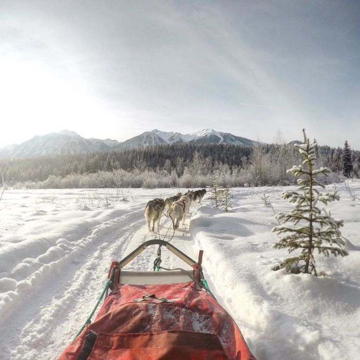 Golden Dog Sled Adventures Trip Packages