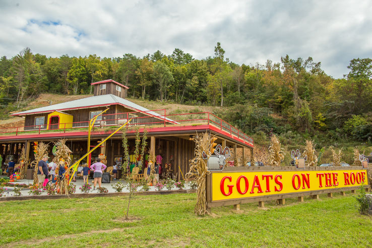 The Coaster at Goats on the Roof Trip Packages