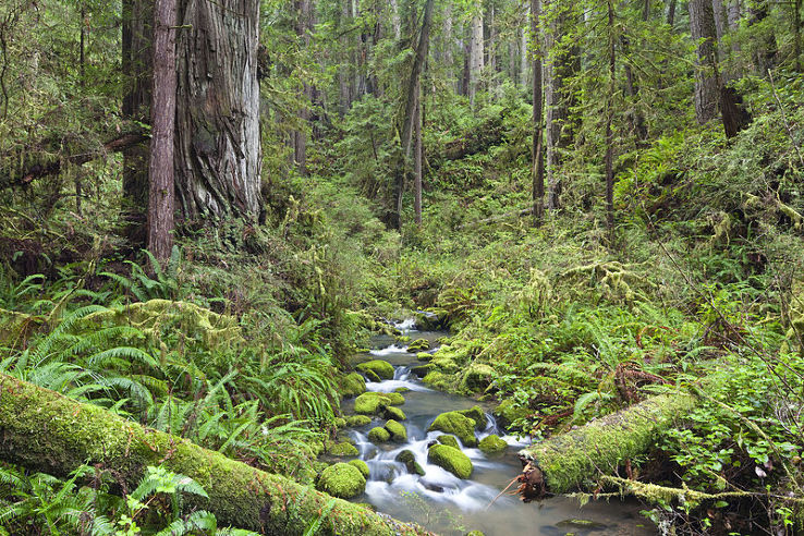 Headwaters Forest Reserve Trip Packages