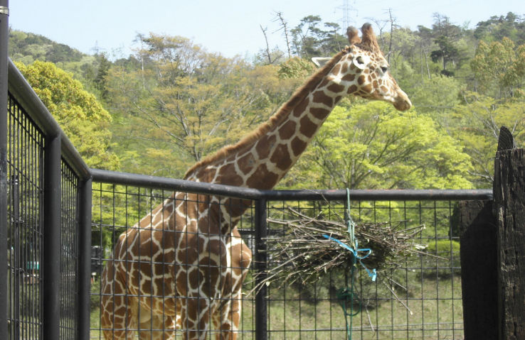 Hiroshima City Asa Zoological Park Trip Packages