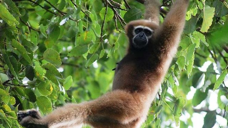 Hollongapar Gibbon Wildlife Sanctuary Trip Packages