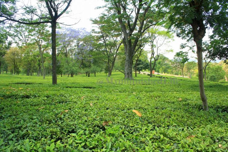 Tea Gardens Trip Packages