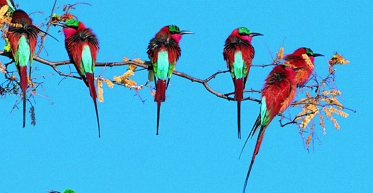 Karnala Bird Sanctuary Trip Packages