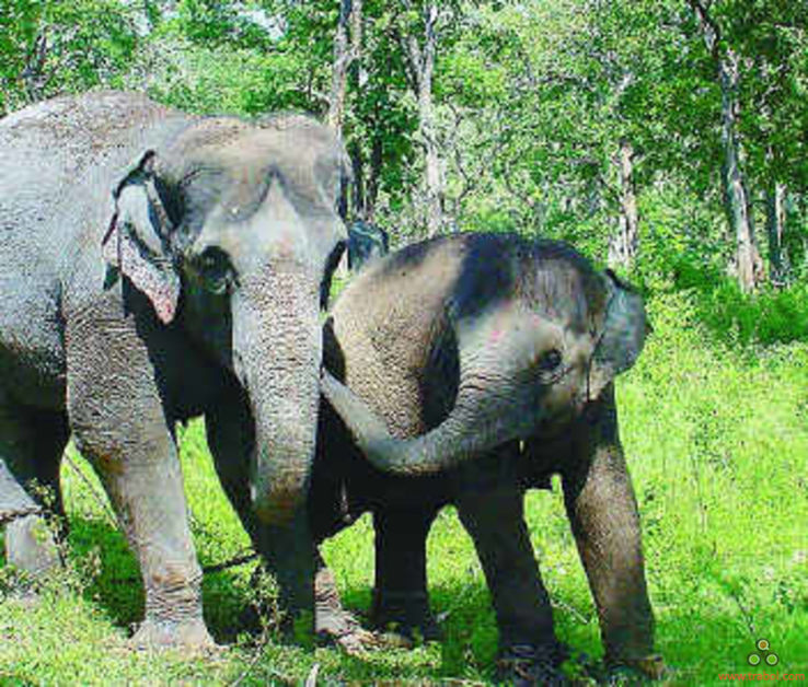 Kaundinya Wildlife Sanctuary Trip Packages