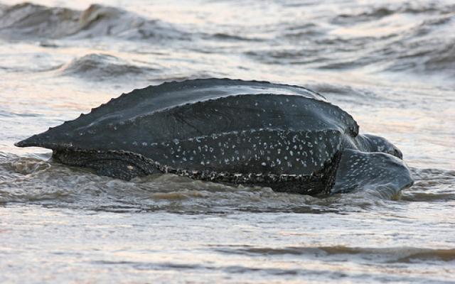 Unusual Leatherback Turtles Trip Packages