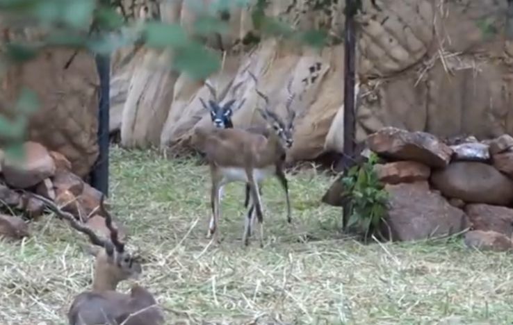 Mahavir Harina Vanasthali National Park  Trip Packages