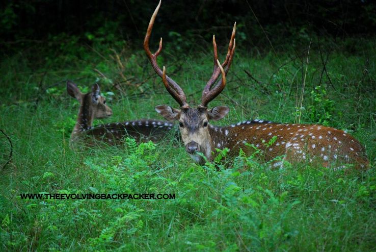 Kalakkad Mundanthurai Tiger Reserve Trip Packages