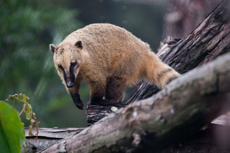 Oakland Zoo Trip Packages