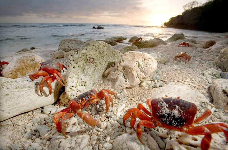 Watch Red Crab at Delta Trip Packages