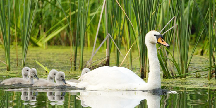 Ecstatic Sundarban Tour Package for 3 Days