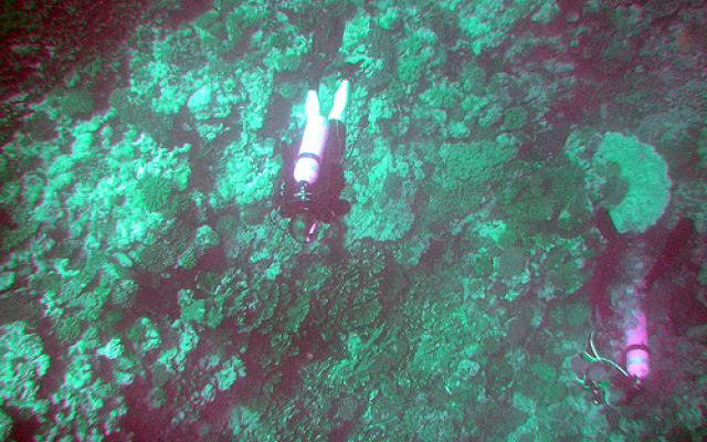 Scuba Diving in Niue  Trip Packages