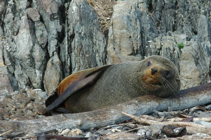 Seal Coast Safari Trip Packages