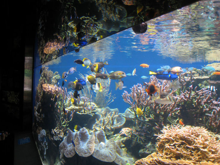 Waikiki Aquarium Trip Packages