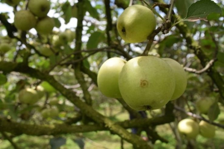 Wisata Petik Apel KTMA