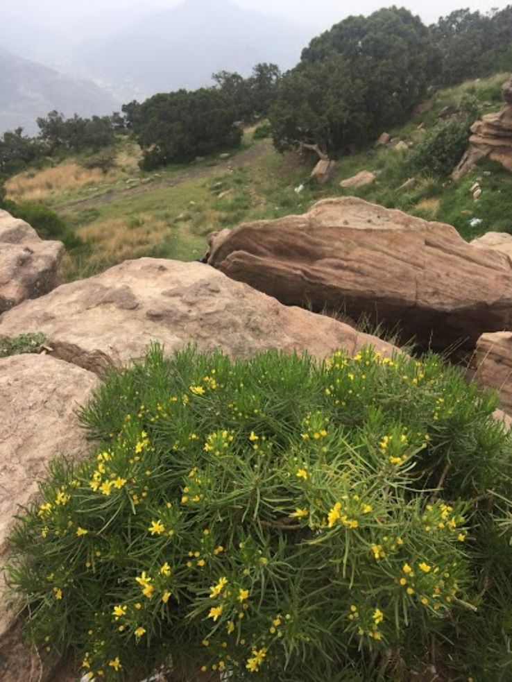 Aseer National Park Trip Packages